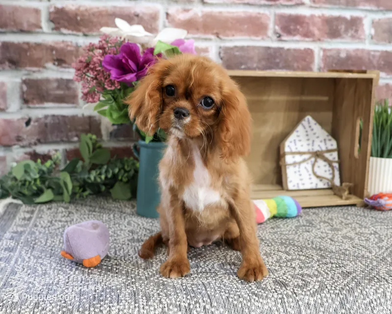AKC Daphne – Cavalier King Charles Spaniel puppy for sale in Syracuse, IN