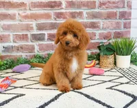 F1B Matilda , a female Cavapoo for sale in Syracuse, IN – 2 of 10