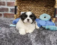 AKC Arlo, a male Shih Tzu for sale in Syracuse, IN – 6 of 6