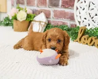F1B Kelsie , a female Cavapoo for sale in Syracuse, IN – 6 of 10