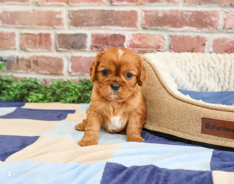AKC Digger – Cavalier King Charles Spaniel puppy for sale in Syracuse, IN