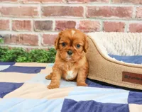 AKC Digger, a male Cavalier King Charles Spaniel for sale in Syracuse, IN – 1 of 5