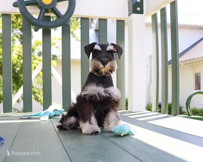 AKC Tristan  – Miniature Schnauzer puppy for sale in Syracuse, IN