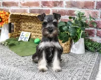 AKC Denver, a male Miniature Schnauzer for sale in Syracuse, IN – 2 of 5