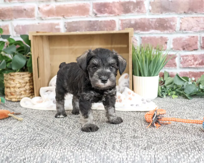 AKC Trenton – Miniature Schnauzer puppy for sale in Syracuse, IN