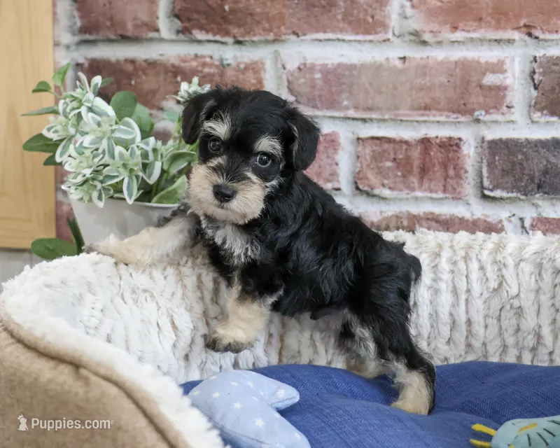 AKC Jeremy  – Miniature Schnauzer puppy for sale in Syracuse, IN