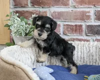 AKC Jeremy , a male Miniature Schnauzer for sale in Syracuse, IN – 1 of 5