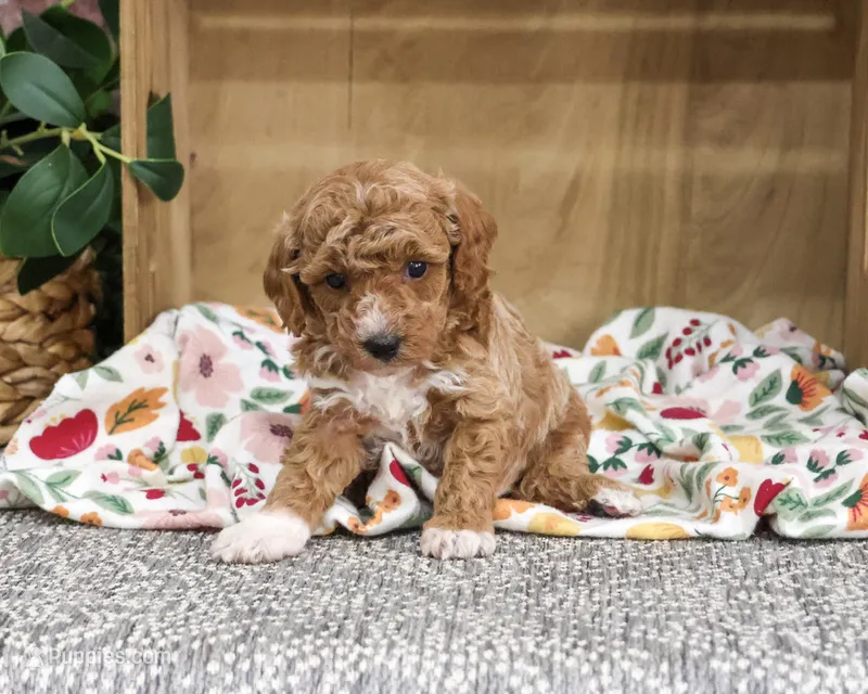AKC Alaina – Poodle - Miniature  puppy for sale in Syracuse, IN