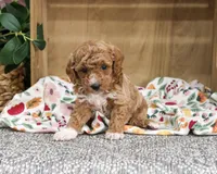AKC Alaina, a female Poodle - Miniature  for sale in Syracuse, IN – 1 of 6