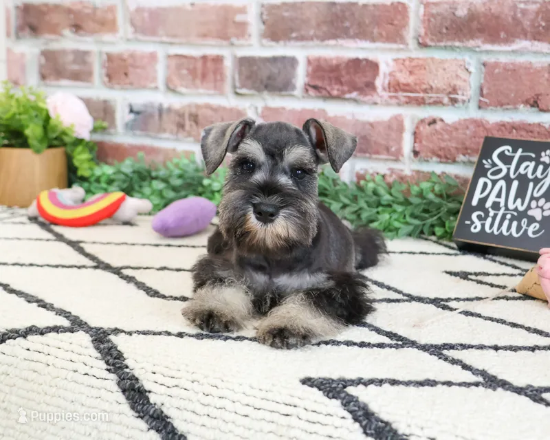 AKC Hannah – Miniature Schnauzer puppy for sale in Syracuse, IN