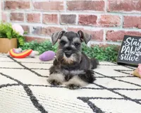 AKC Hannah, a female Miniature Schnauzer for sale in Syracuse, IN – 1 of 5