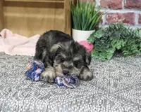 AKC Denise, a female Miniature Schnauzer for sale in Syracuse, IN – 3 of 5