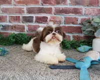 AKC Andre , a male Shih Tzu for sale in Syracuse, IN – 3 of 9