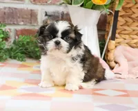 AKC Aspen , a female Shih Tzu for sale in Syracuse, IN – Photo 4 of 7