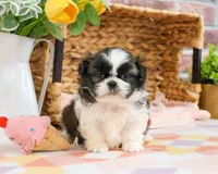 AKC Aspen , a female Shih Tzu for sale in Syracuse, IN – Photo 2 of 7