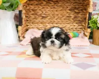 AKC Aspen , a female Shih Tzu for sale in Syracuse, IN – Photo 5 of 7