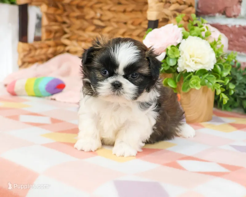 AKC Aspen  – Shih Tzu puppy for sale in Syracuse, IN