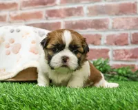 AKC John, a male Shih Tzu for sale in Syracuse, IN – Photo 2 of 6