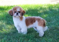 AKC John, a male Shih Tzu for sale in Syracuse, IN – Photo 6 of 6
