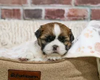 AKC John, a male Shih Tzu for sale in Syracuse, IN – Photo 3 of 6
