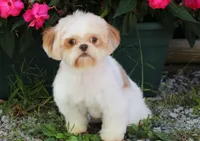 AKC John, a male Shih Tzu for sale in Syracuse, IN – Photo 5 of 6