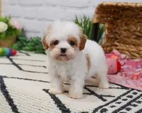 F1 Patty , a female Cavapoo for sale in Syracuse, IN – 8 of 9