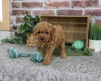 F1B Denny, a male Goldendoodle for sale in Syracuse, IN – 3 of 5