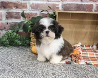AKC Abel, a male Shih Tzu for sale in Syracuse, IN – 5 of 10
