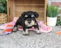 AKC Crystal, a female Miniature Schnauzer for sale in Syracuse, IN – 4 of 5