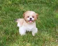 AKC Fox , a male Shih Tzu for sale in Syracuse, IN – 2 of 10