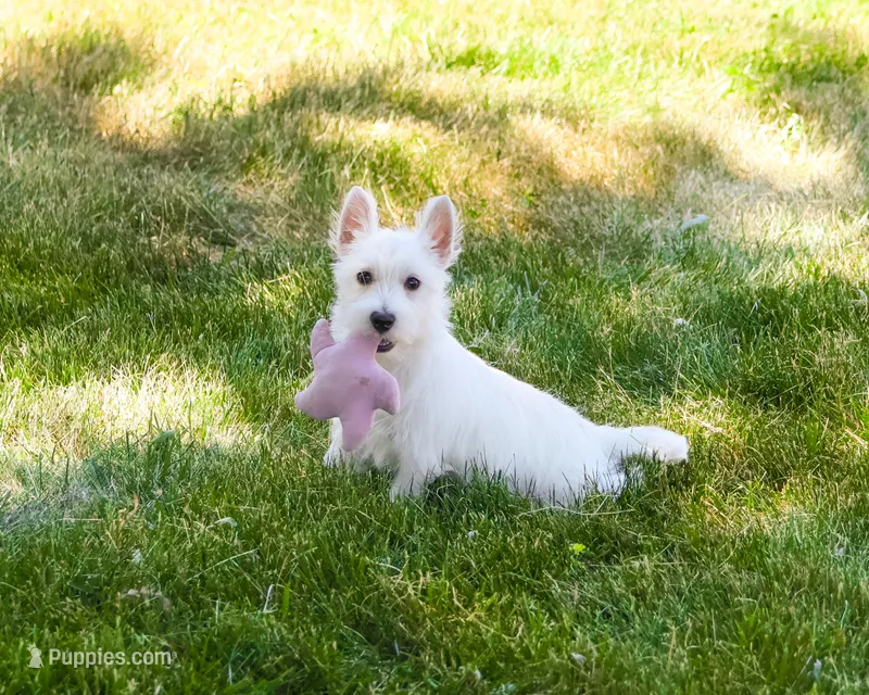 AKC Quincey  – West Highland White Terrier puppy for sale in Syracuse, IN