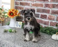 AKC Dawson, a male Miniature Schnauzer for sale in Syracuse, IN – 5 of 6