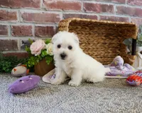 AKC Delight, a female West Highland White Terrier for sale in Syracuse, IN – 4 of 6