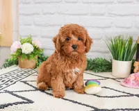 F1B Rose , a female Cavapoo for sale in Syracuse, IN – Photo 5 of 8