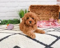 F1B Rose , a female Cavapoo for sale in Syracuse, IN – Photo 4 of 8
