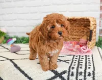 F1B Rose , a female Cavapoo for sale in Syracuse, IN – Photo 6 of 8