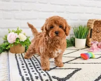 F1B Rose , a female Cavapoo for sale in Syracuse, IN – Photo 2 of 8