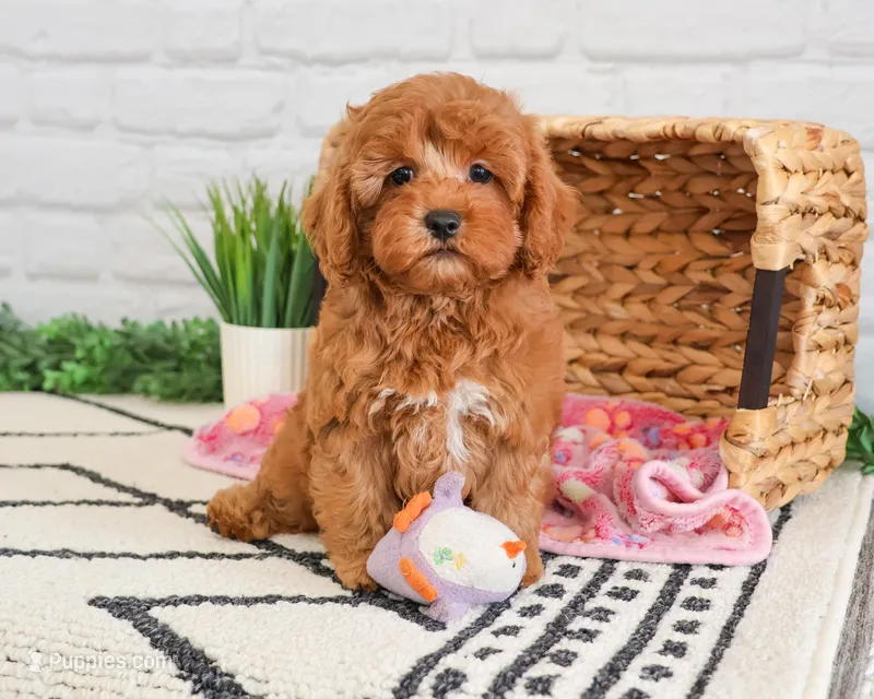F1B Rose  – Cavapoo puppy for sale in Syracuse, IN