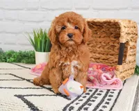 F1B Rose , a female Cavapoo for sale in Syracuse, IN – Photo 1 of 8