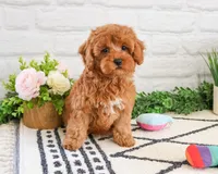 F1B Rose , a female Cavapoo for sale in Syracuse, IN – Photo 3 of 8