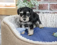 AKC Jeremy , a male Miniature Schnauzer for sale in Syracuse, IN – 2 of 5