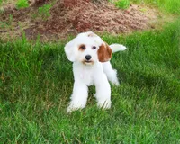 F1 Shiloh , a male Cavapoo for sale in Syracuse, IN – 2 of 10