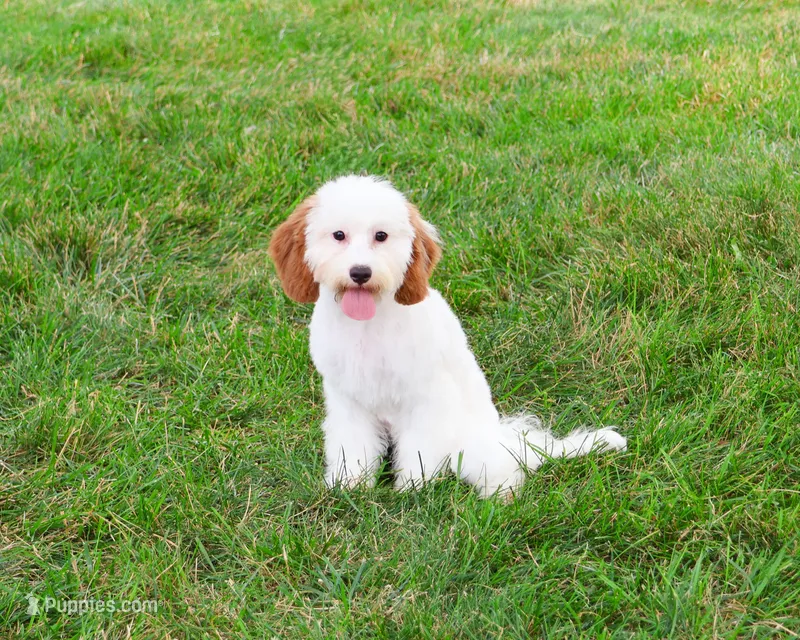 F1 Emerald – Cavapoo puppy for sale in Syracuse, IN