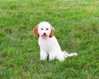 F1 Emerald, a female Cavapoo for sale in Syracuse, IN – 1 of 10