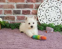 AKC Bonnie, a female West Highland White Terrier for sale in Syracuse, IN – 3 of 10