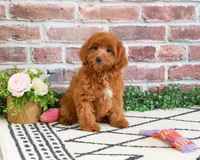 F1B Noelle , a female Cavapoo for sale in Syracuse, IN – 4 of 7