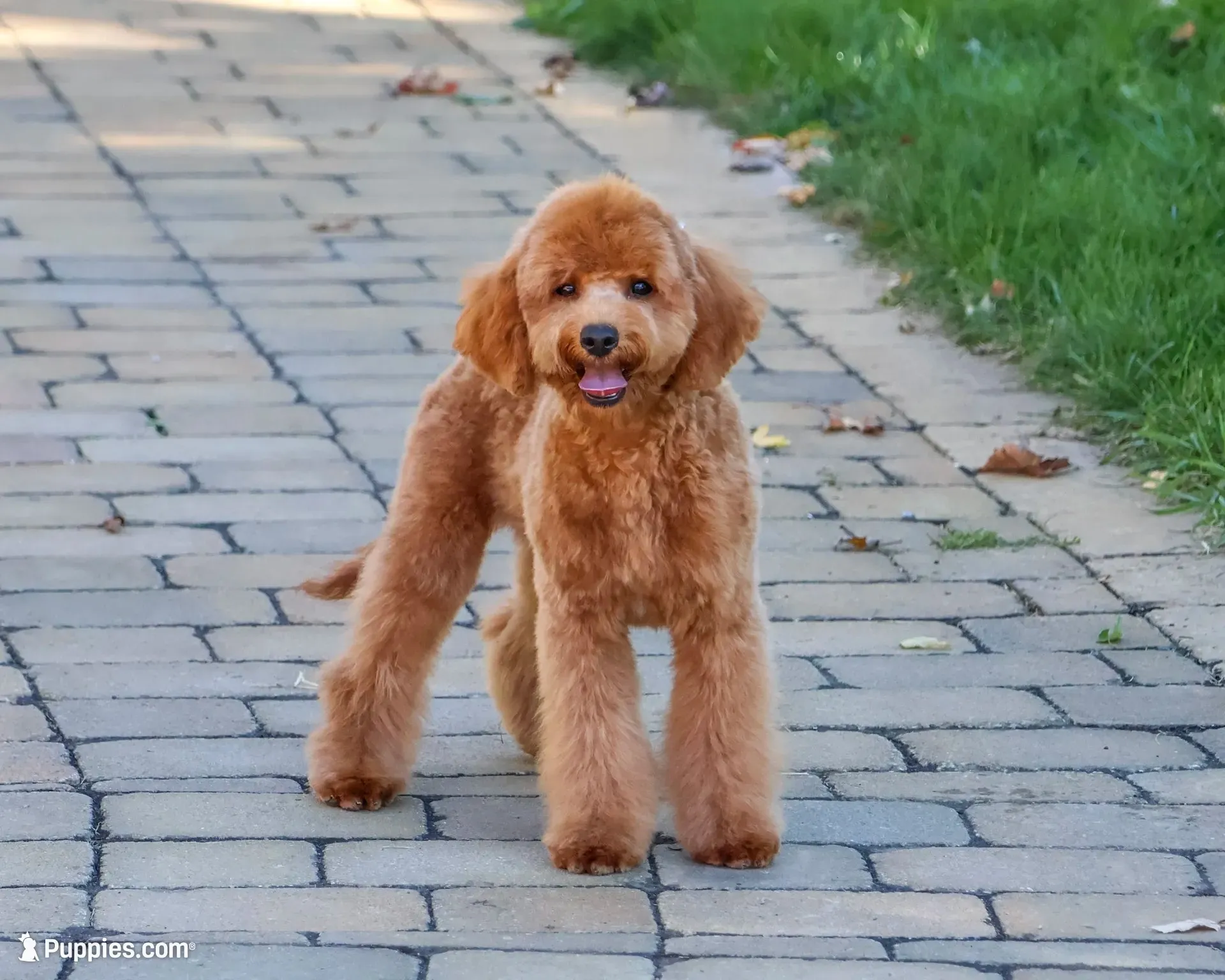 F1B Chanel, a female Cavapoo for sale in Syracuse, IN – 3 of 10