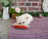 AKC Caroline, a female West Highland White Terrier for sale in Syracuse, IN – 2 of 8
