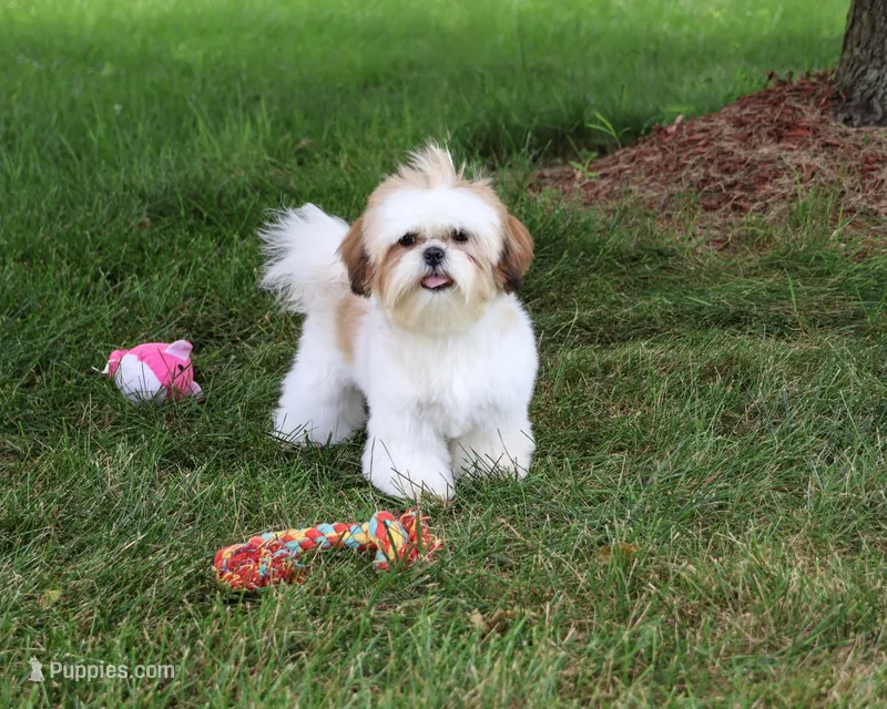 AKC Freckles  – Shih Tzu puppy for sale in Syracuse, IN