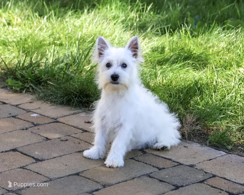 AKC Bonnie – West Highland White Terrier puppy for sale in Syracuse, IN